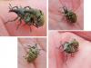 Larinus turbinatus